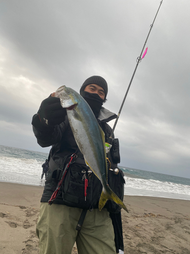 イナダの釣果