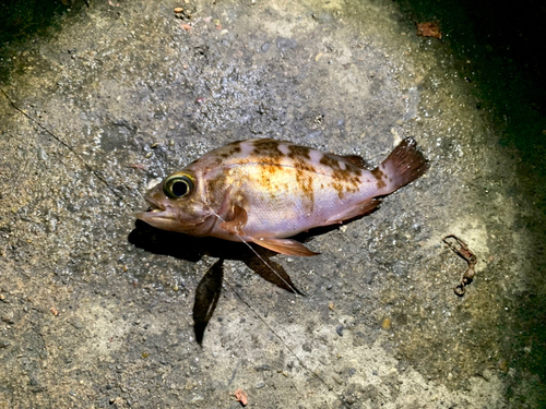 メバルの釣果