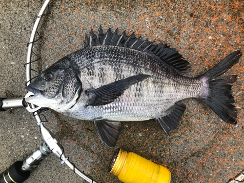 クロダイの釣果