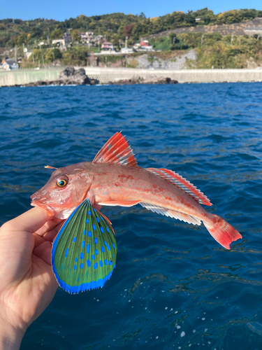 ホウボウの釣果