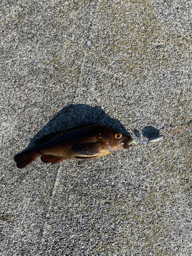 ガヤの釣果