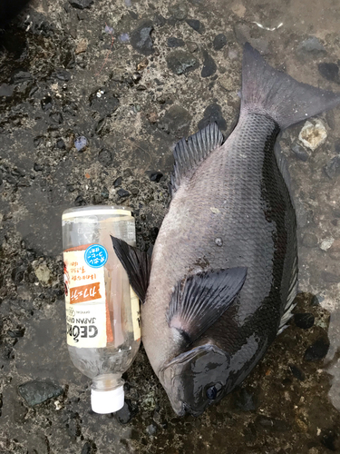 クチブトグレの釣果