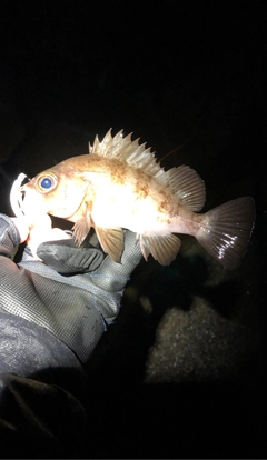 メバルの釣果