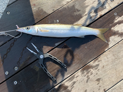 カマスの釣果