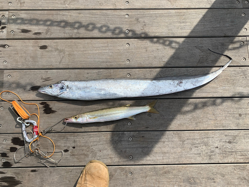 タチウオの釣果