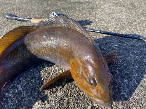 アブラコの釣果