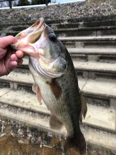 ラージマウスバスの釣果