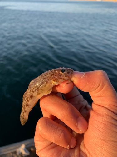 サビハゼの釣果