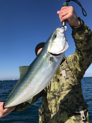 メジロの釣果