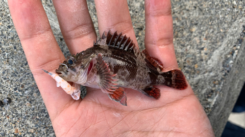 カサゴの釣果