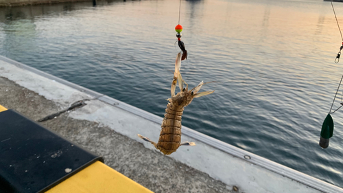 シャコの釣果