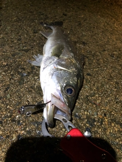 フッコ（マルスズキ）の釣果