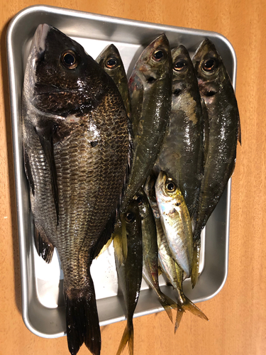 クロダイの釣果