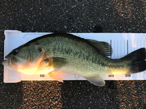 ブラックバスの釣果