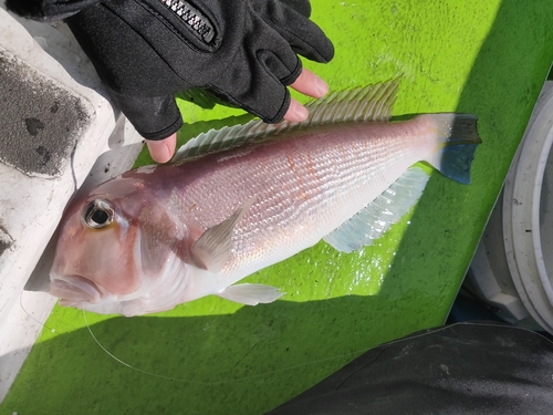 アマダイの釣果