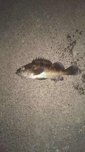 エゾメバルの釣果