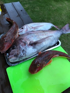 マダイの釣果