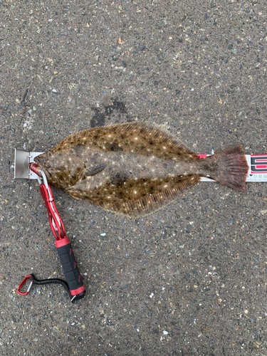 ヒラメの釣果