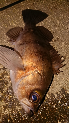 メバルの釣果