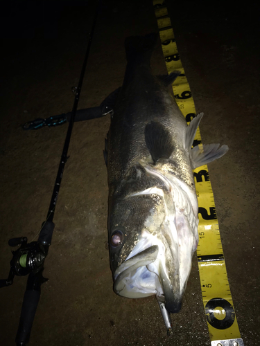 シーバスの釣果