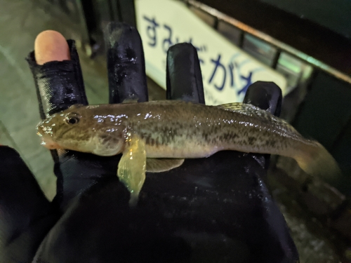 マハゼの釣果