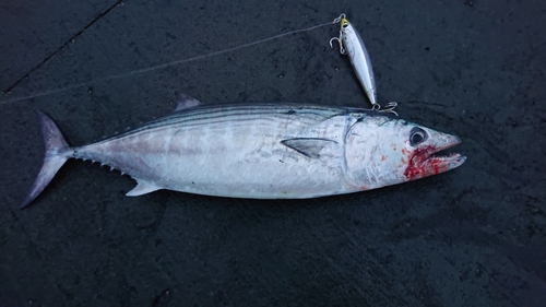 ハガツオの釣果