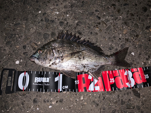 チヌの釣果