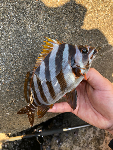 タカノハダイの釣果