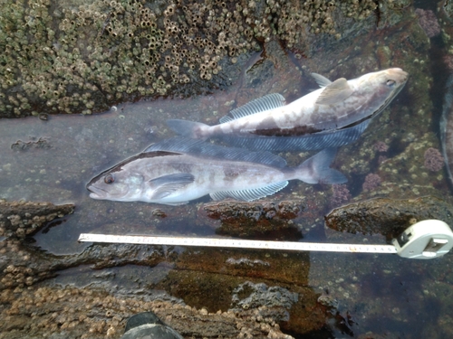 ホッケの釣果