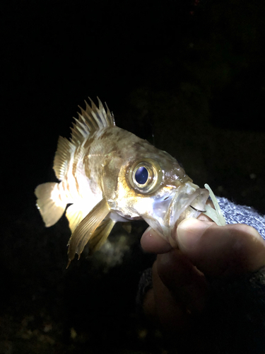 メバルの釣果