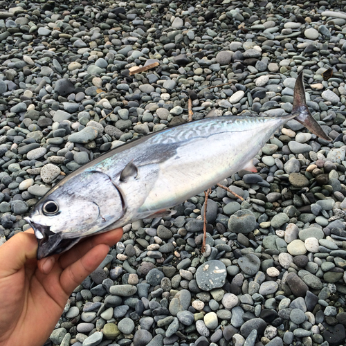 ヒラソウダの釣果