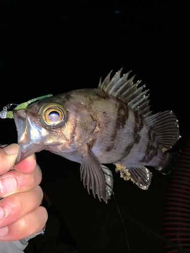 メバルの釣果