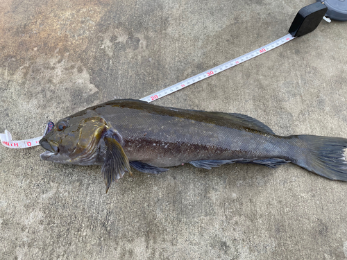 アイナメの釣果