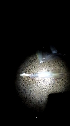 ヤリイカの釣果