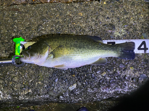 ブラックバスの釣果