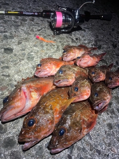 カサゴの釣果