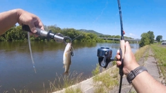 ウグイの釣果