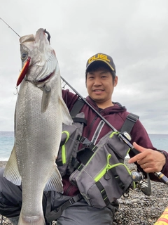 ヒラスズキの釣果