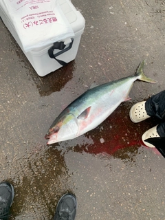 ブリの釣果