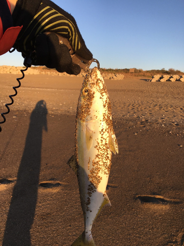 ワカシの釣果