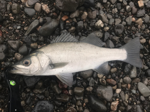 フッコ（ヒラスズキ）の釣果