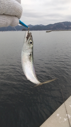 マサバの釣果