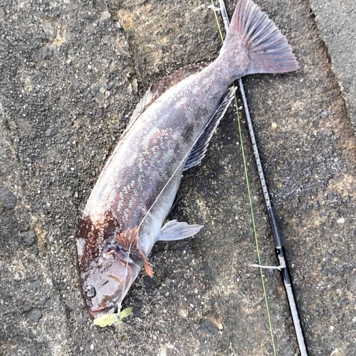 アブラコの釣果