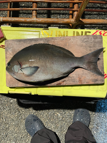 オナガグレの釣果