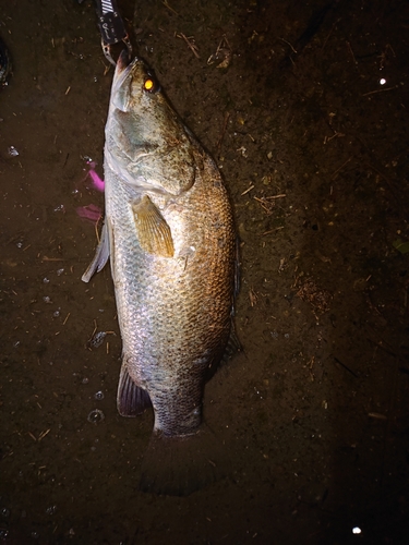 アカメの釣果