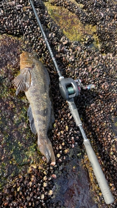 アイナメの釣果