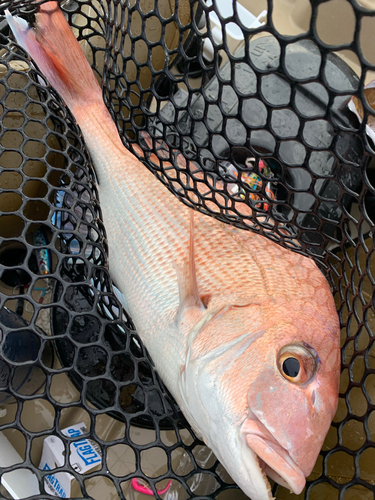 タイの釣果