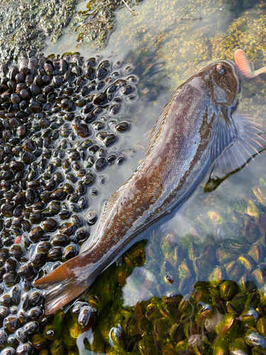 アイナメの釣果