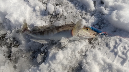 ホッケの釣果