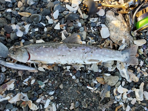 アメマスの釣果